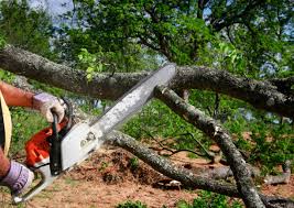 Best Tree Maintenance Programs  in Heyburn, ID